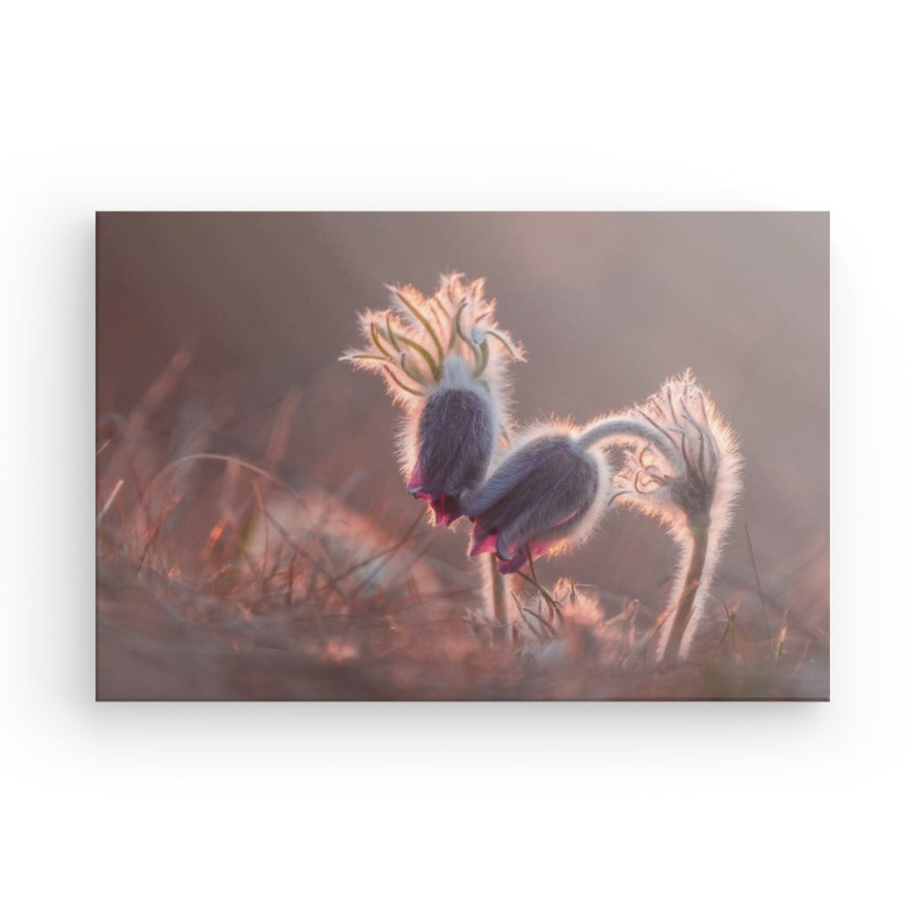 Pasqueflower în amurg