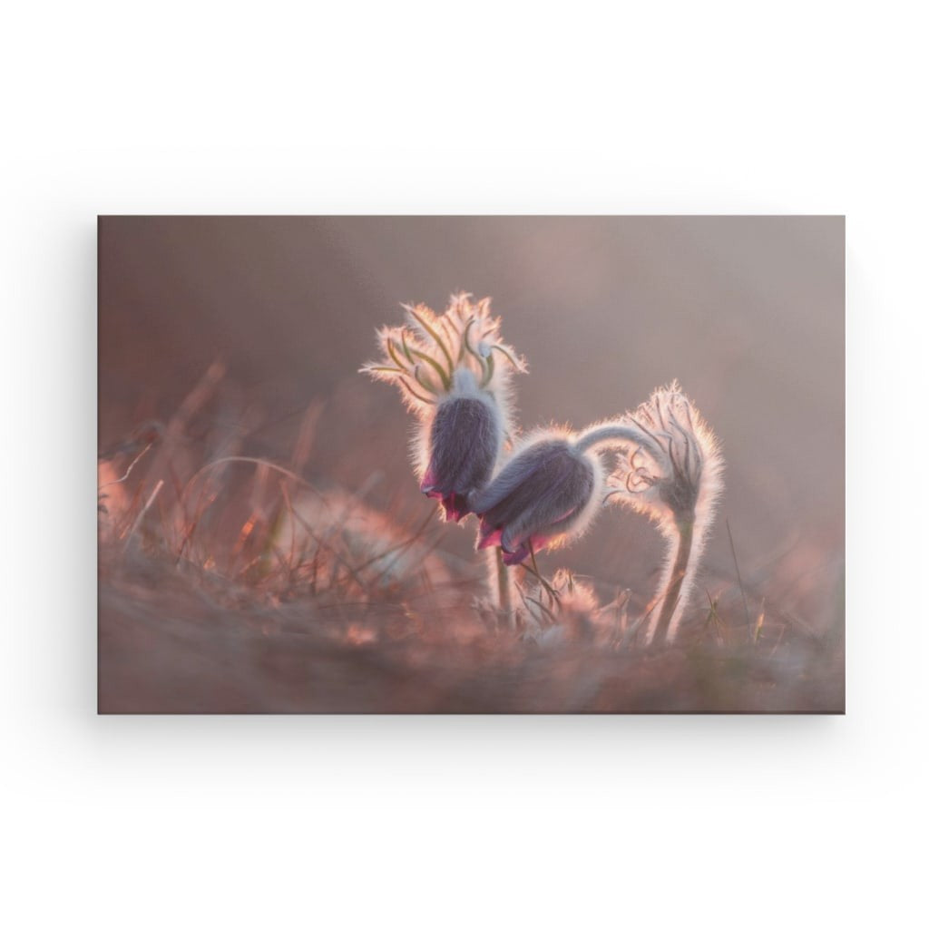 Pasqueflower în amurg