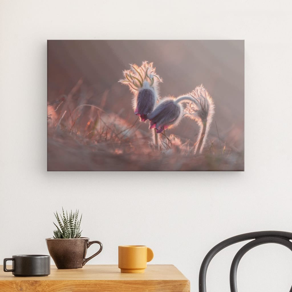 Pasqueflower în amurg