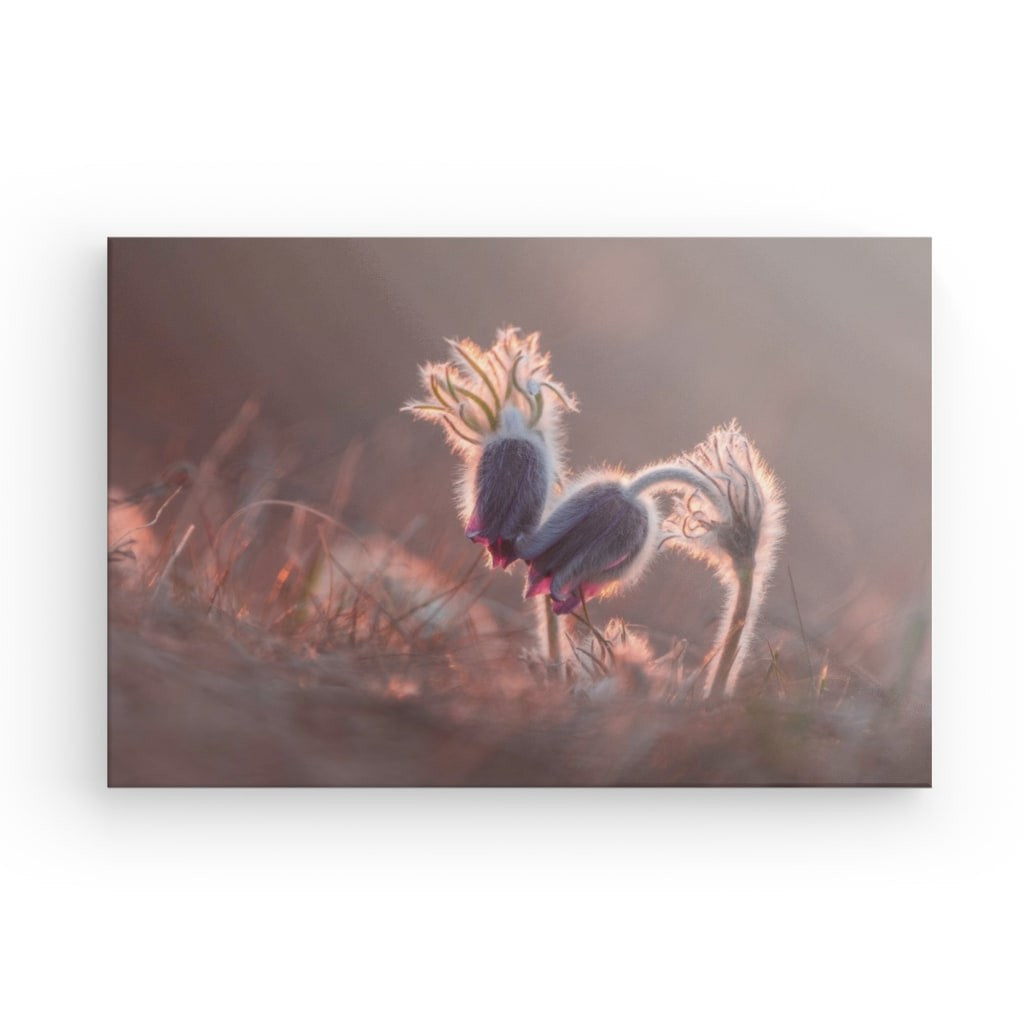 Pasqueflower în amurg