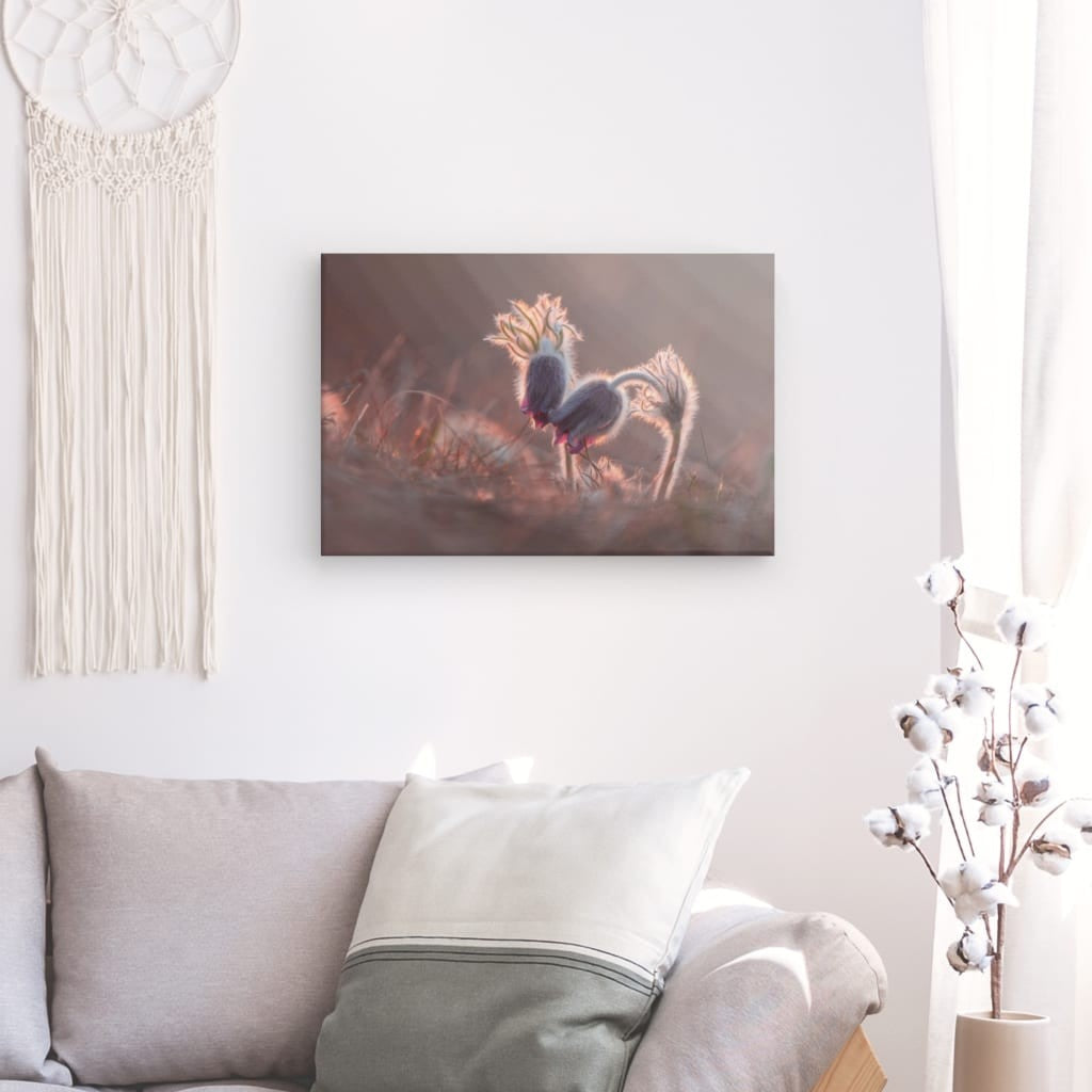 Pasqueflower în amurg