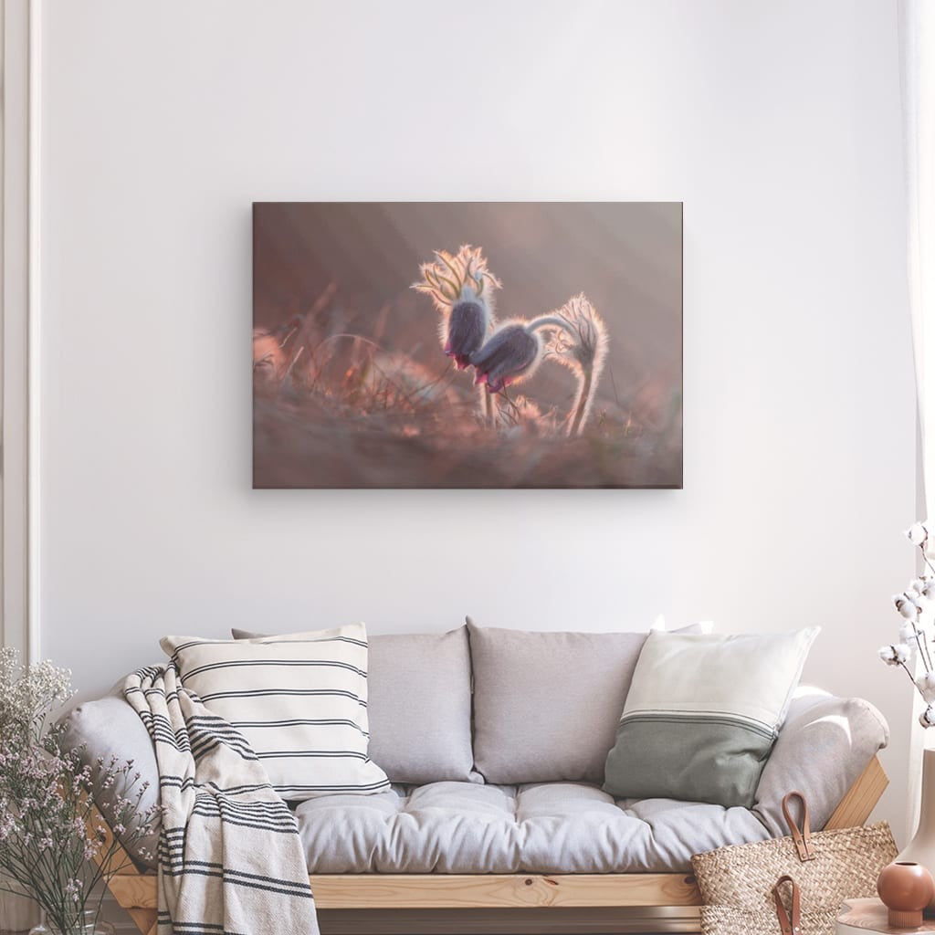 Pasqueflower în amurg