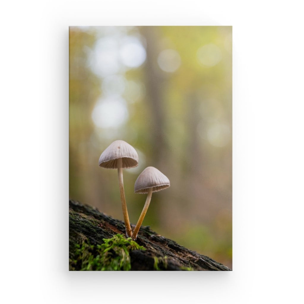 Forest Duo