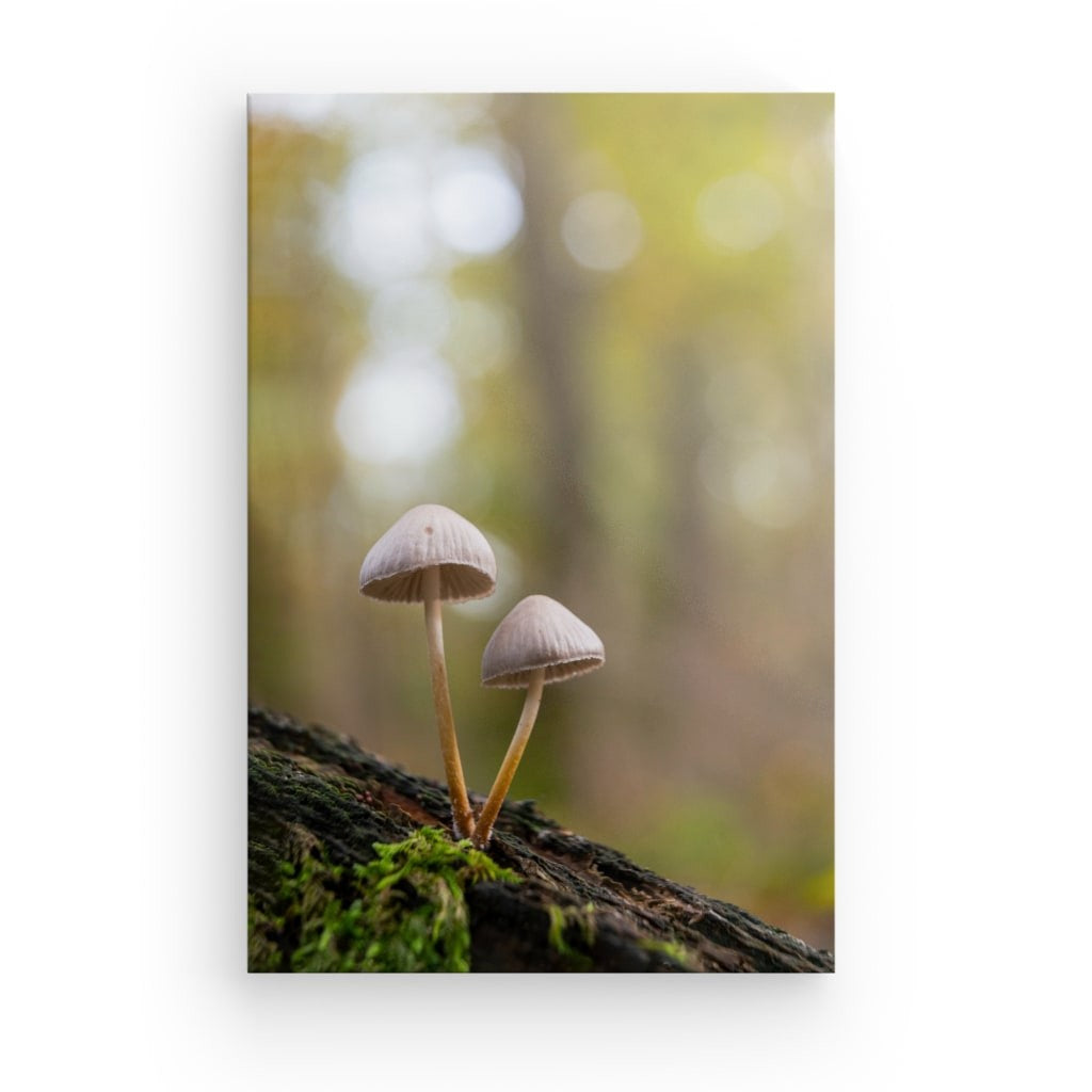 Forest Duo