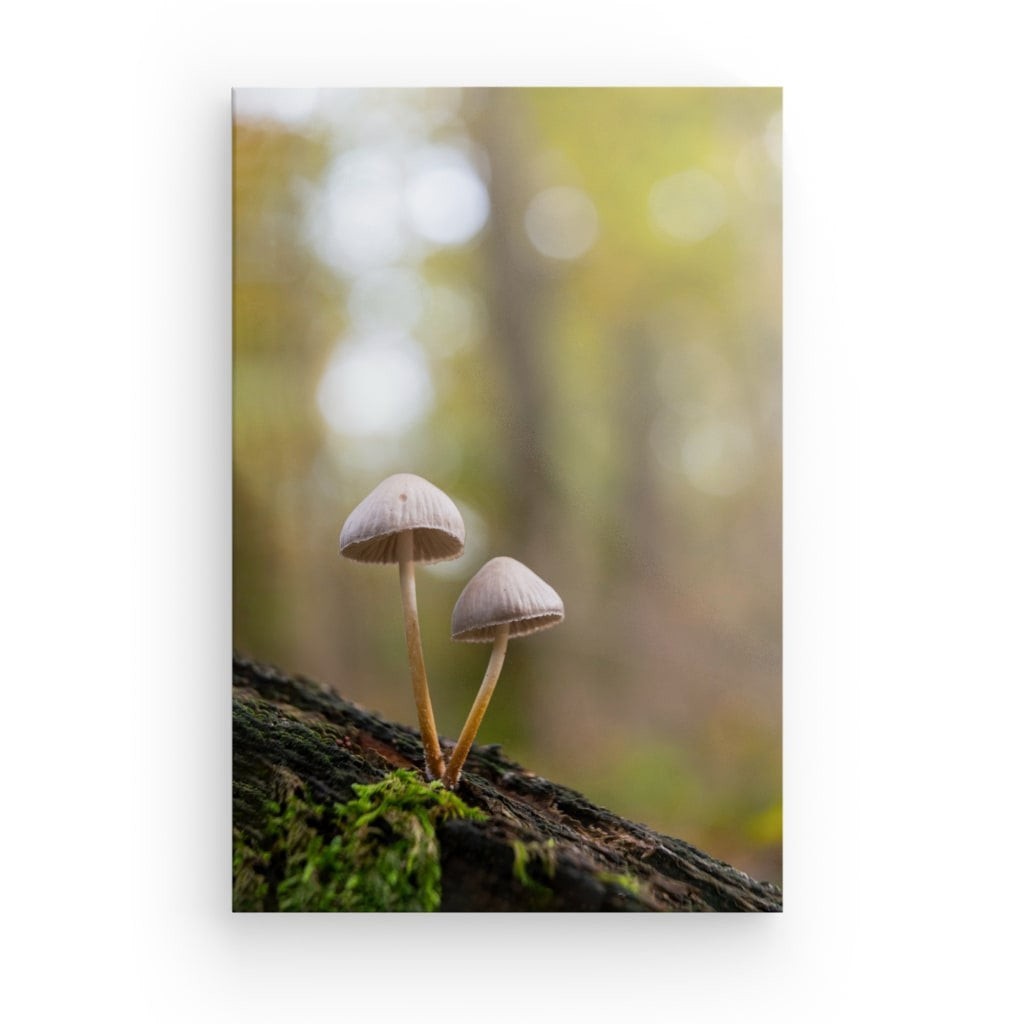 Forest Duo