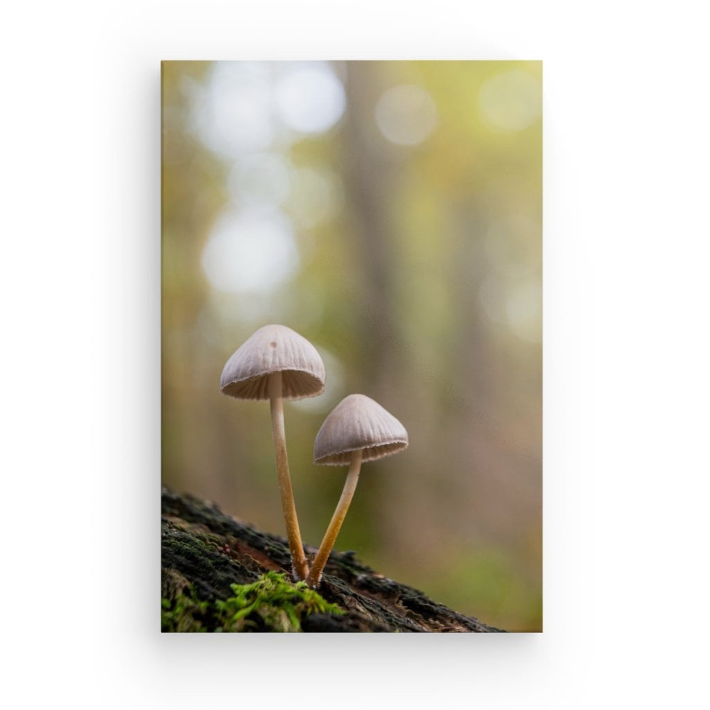Forest Duo
