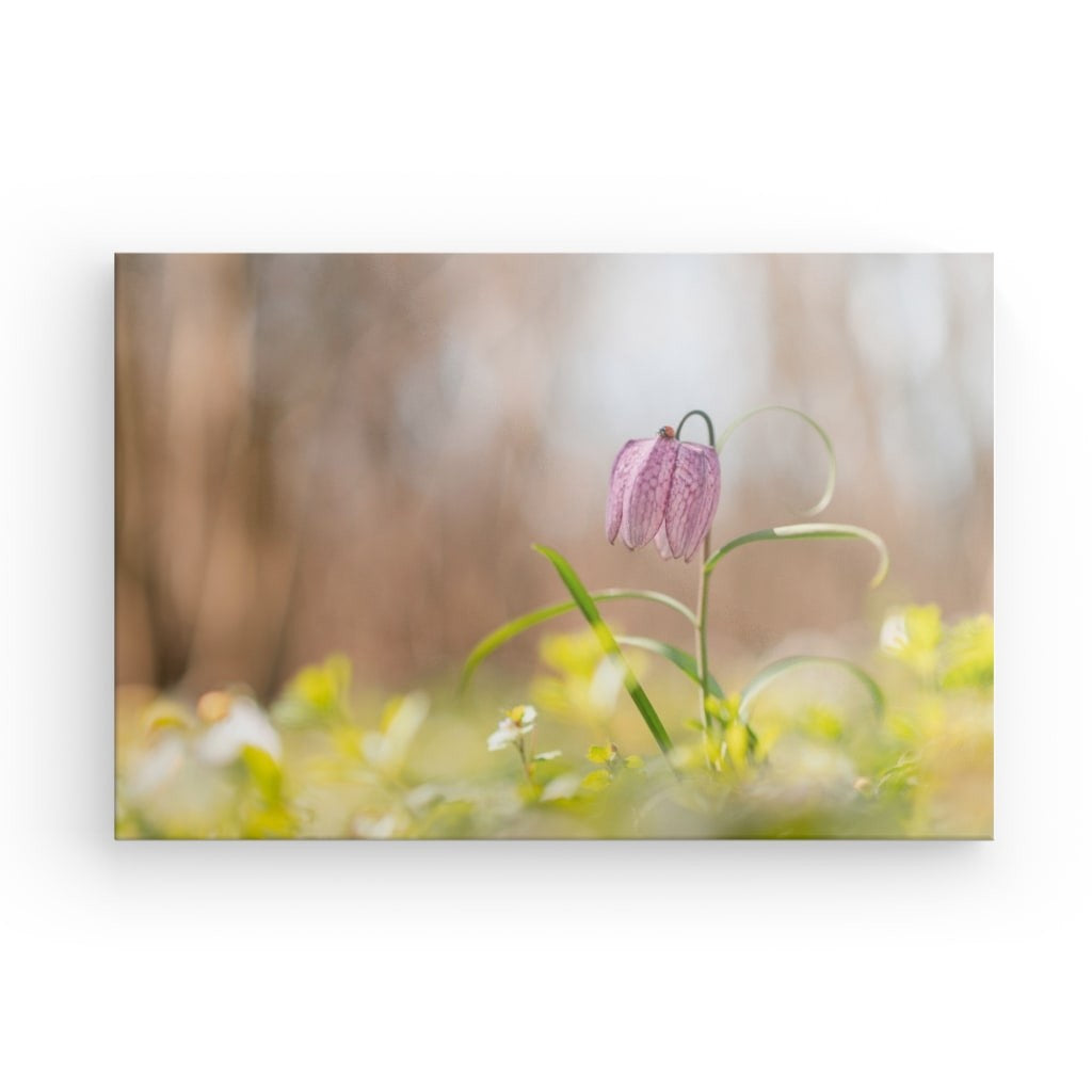 Har de primăvară: gărgărițe pe fritillaria în lumina dimineții