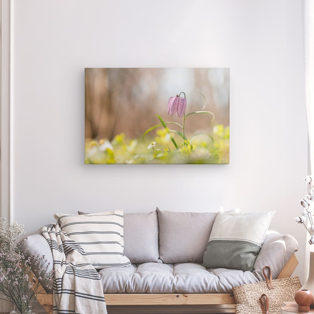 Har de primăvară: gărgărițe pe fritillaria în lumina dimineții