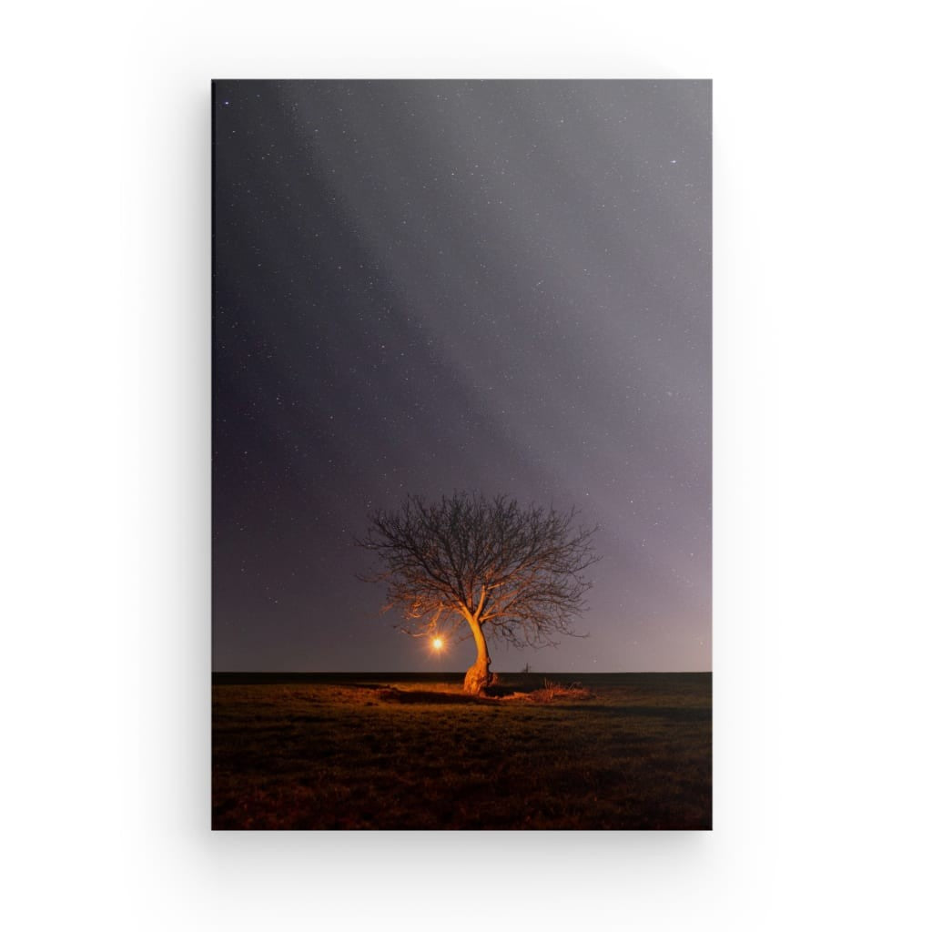 Copac singuratic cu stele