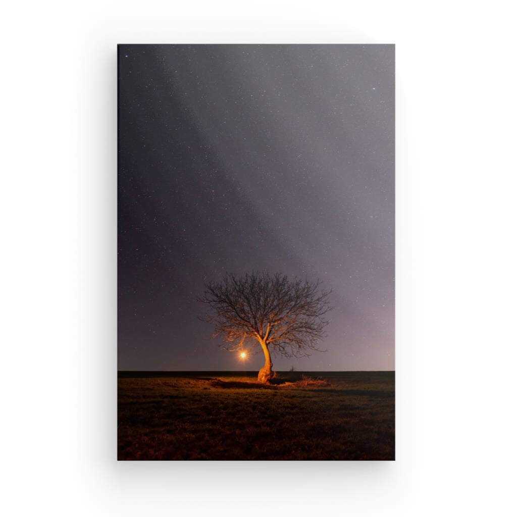 Copac singuratic cu stele